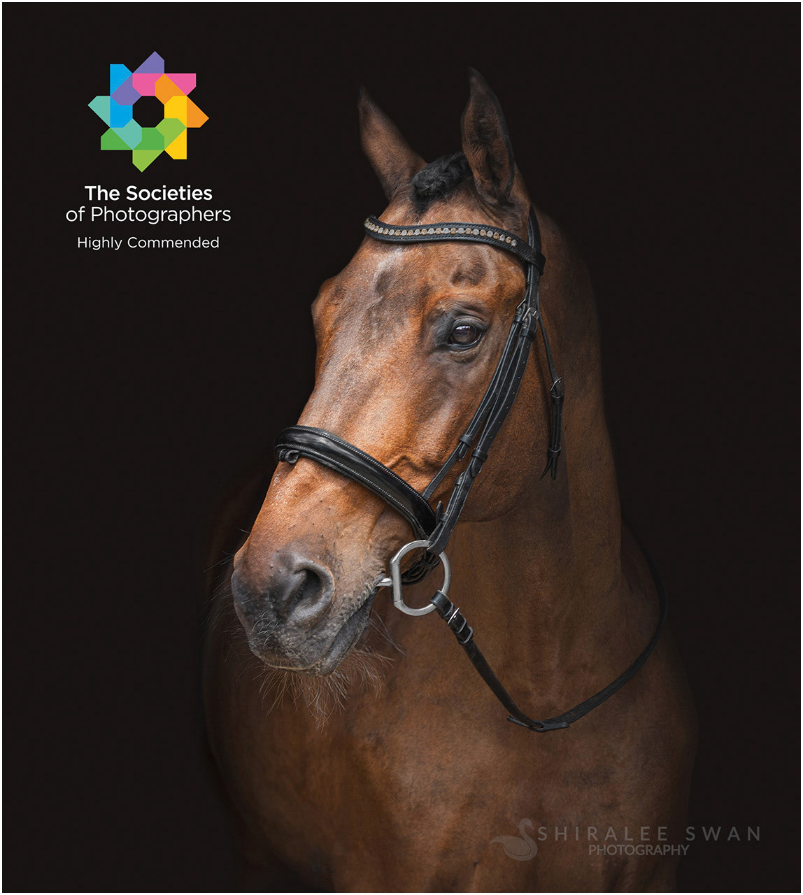 stunning horses photographic portrait recieves award