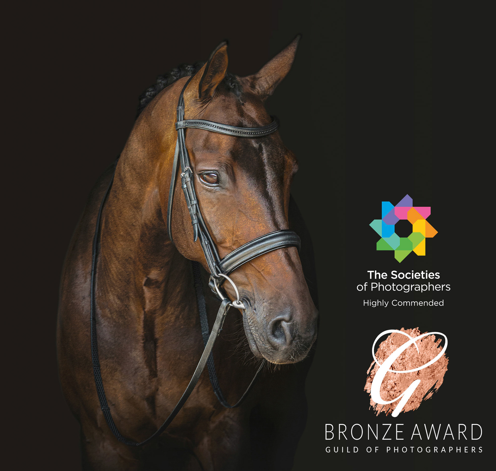 Black Background bay horse two awards