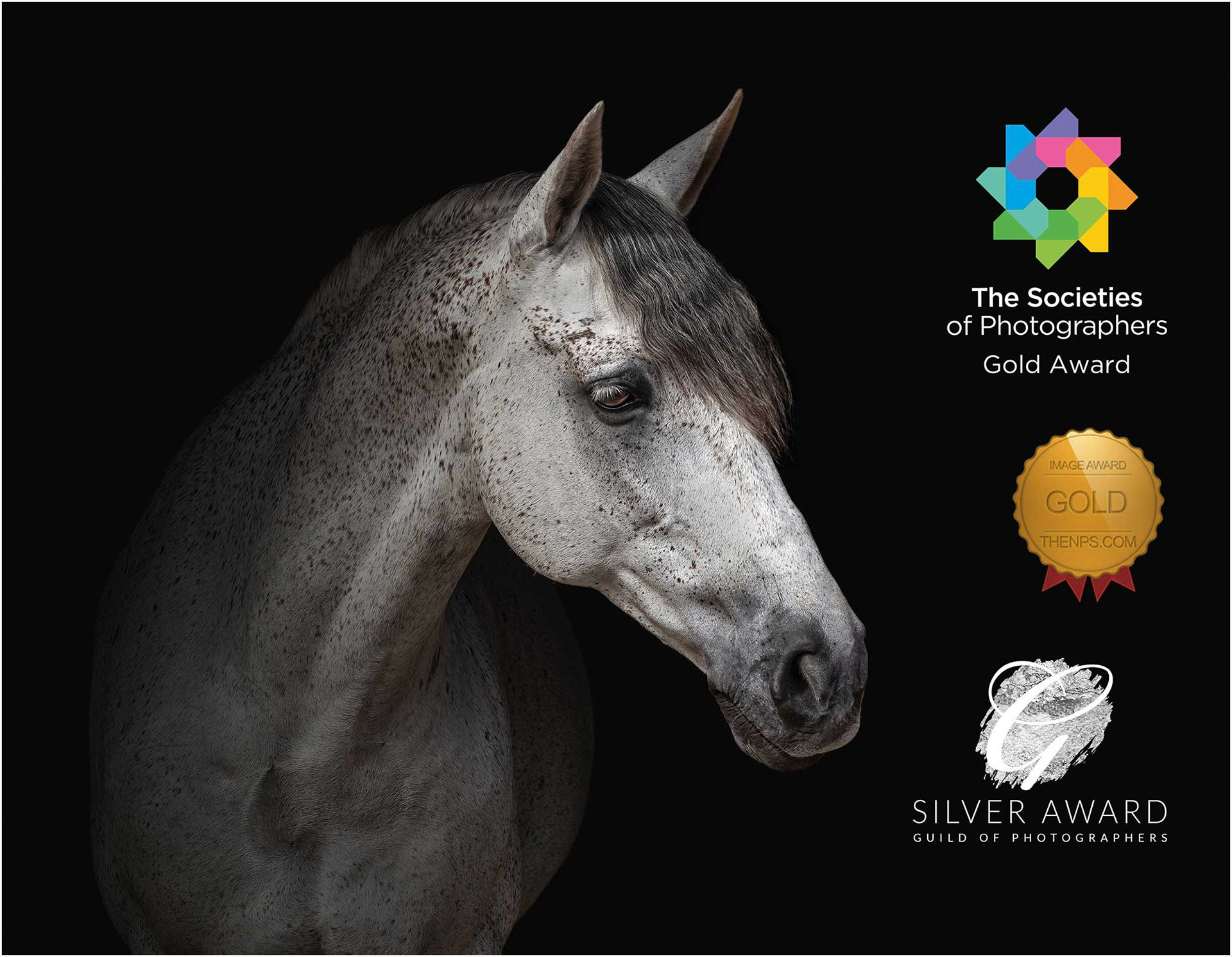 This horse photographic portrait was Awarded Gold with theNPS and Awarded Silver with The Guild as a coloured photograph and Awarded Gold with The Societies as a Monochrome portrait