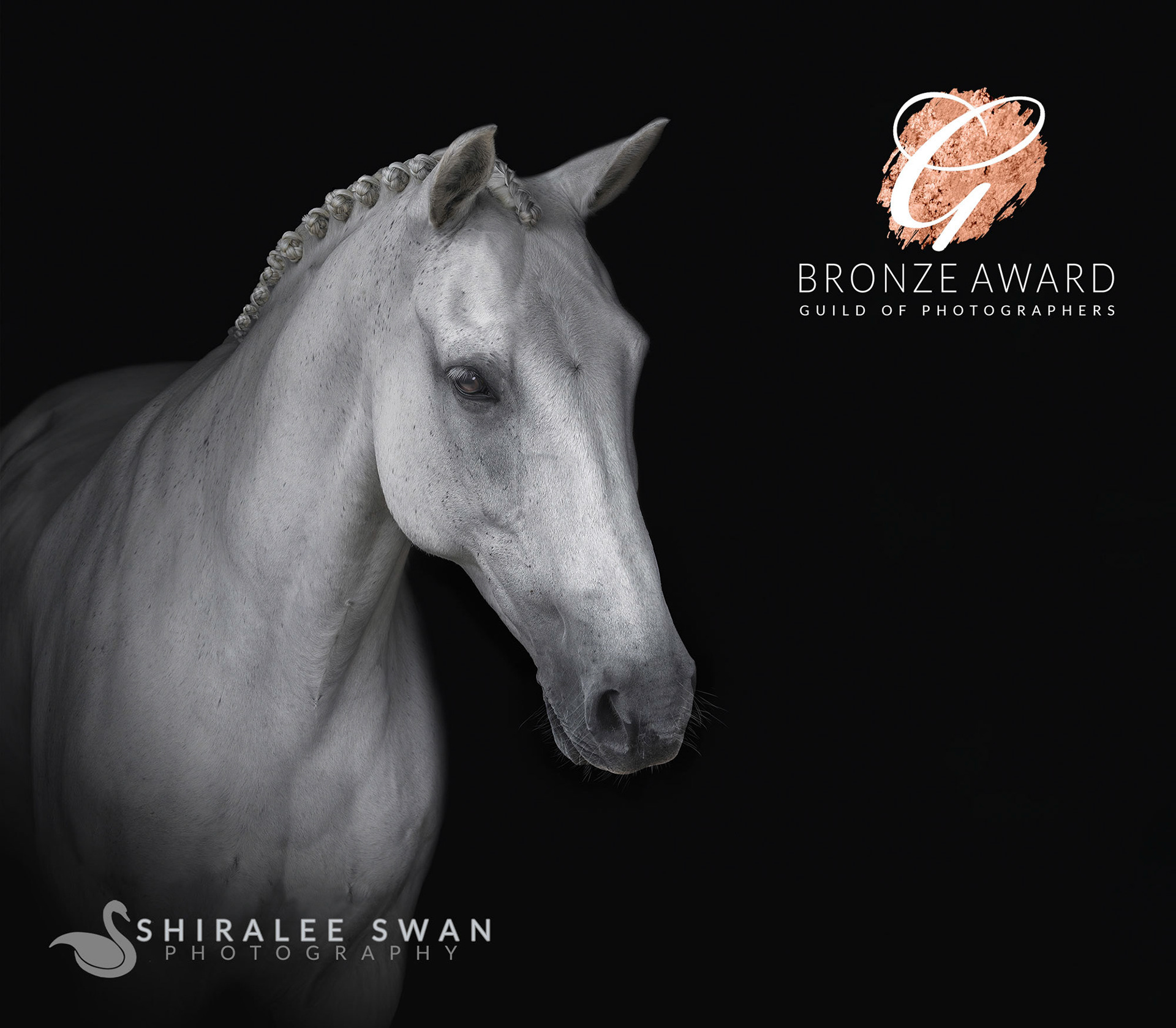 Black background portrait of a dressage horses in hockley