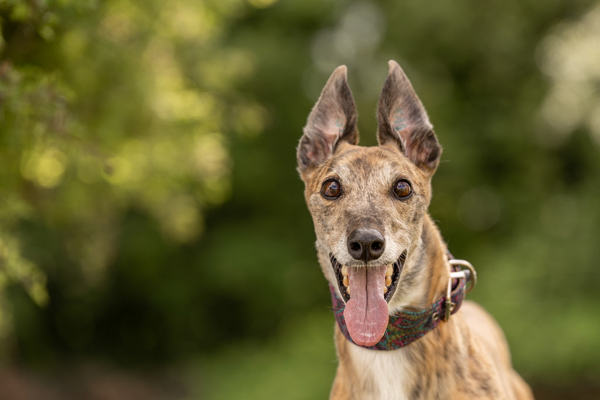 Capturing a dogs personality