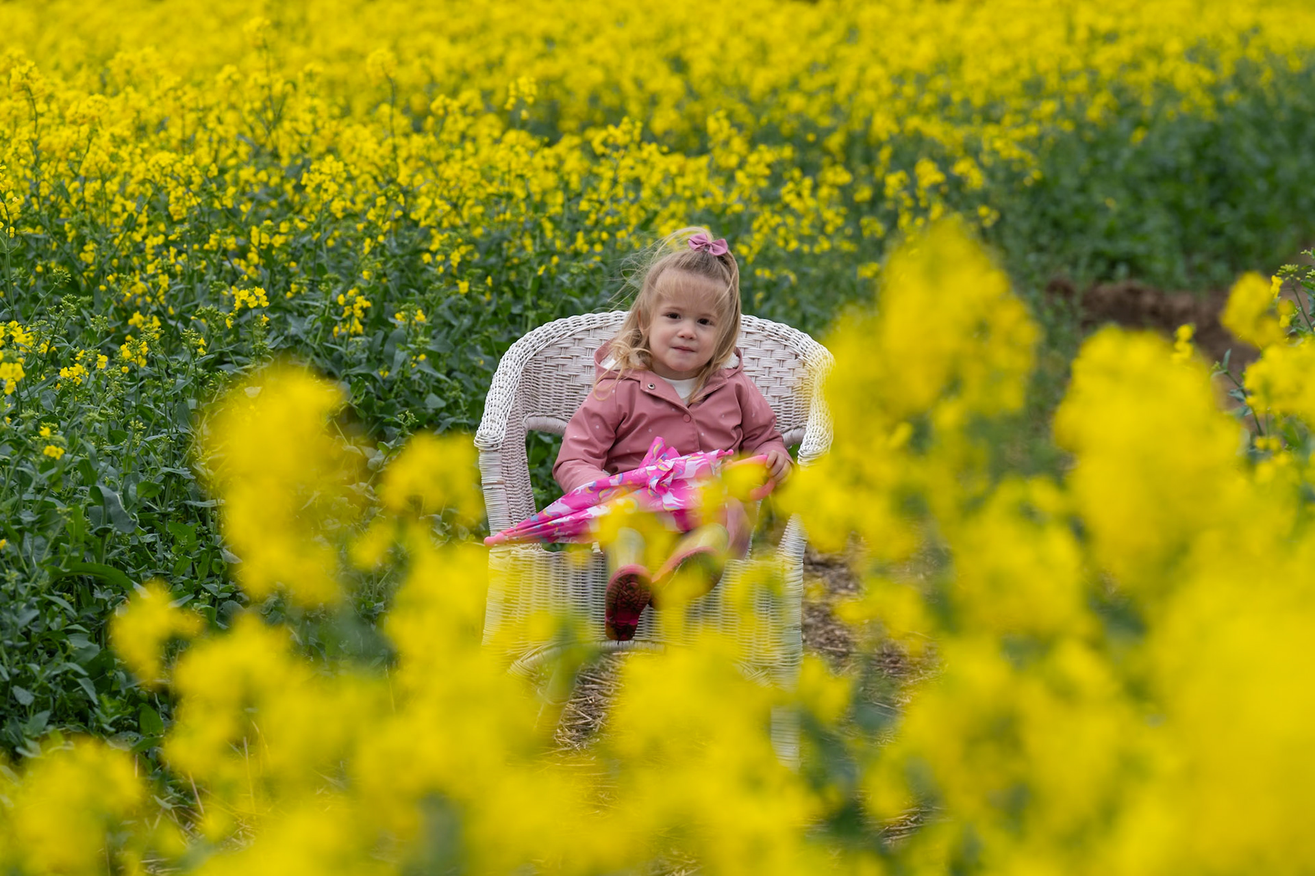 Mini photo sessions in the yellow fields of summer