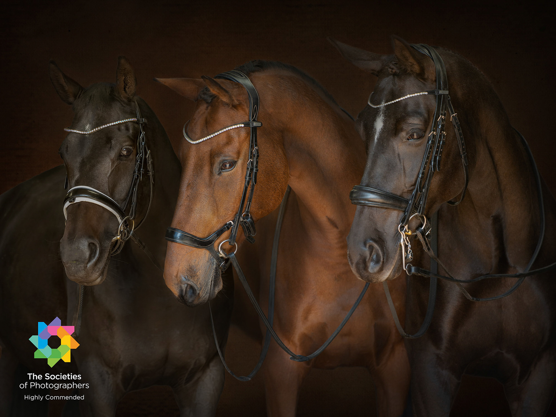 Shiralees black background composite recieves award