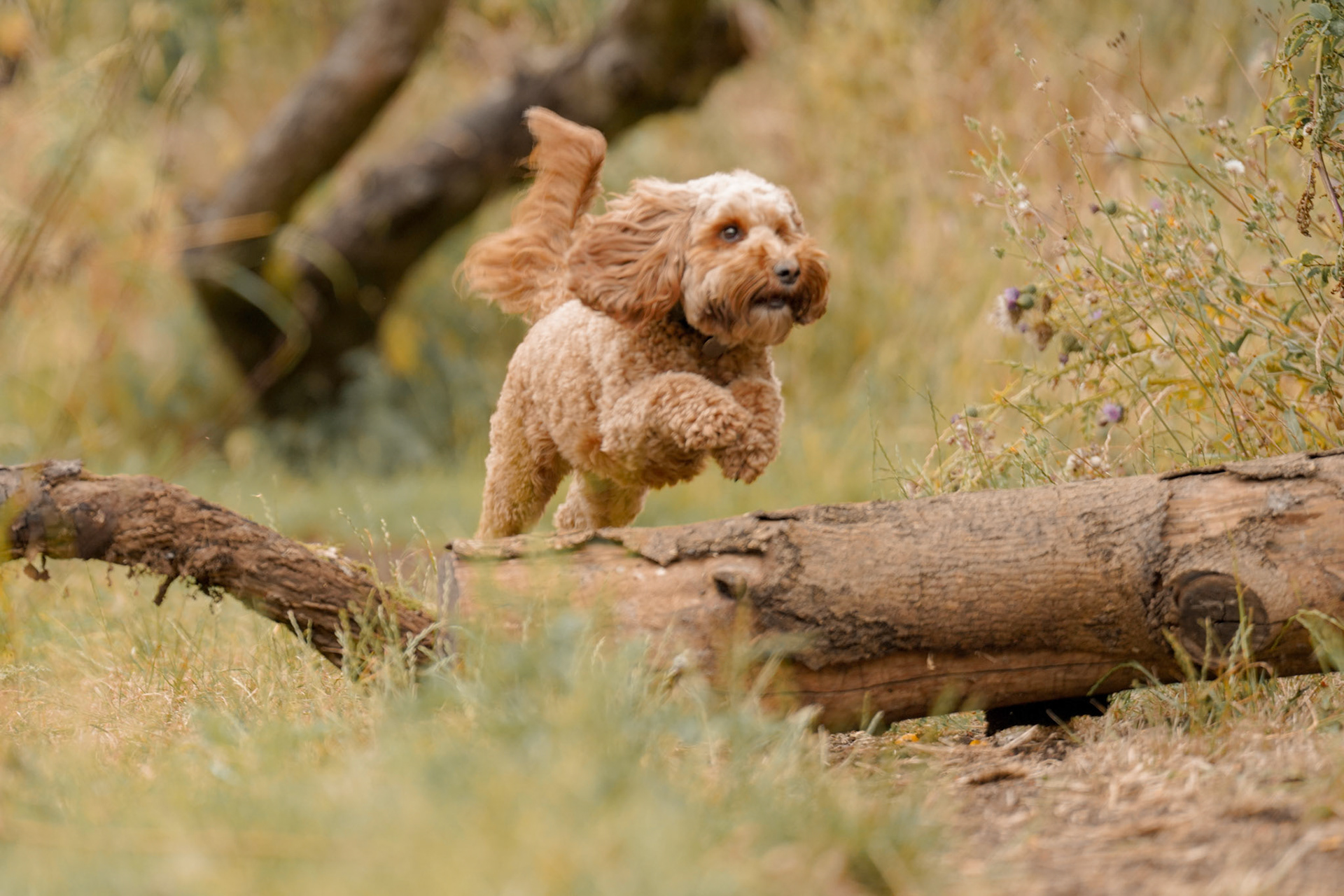 Woodland walks