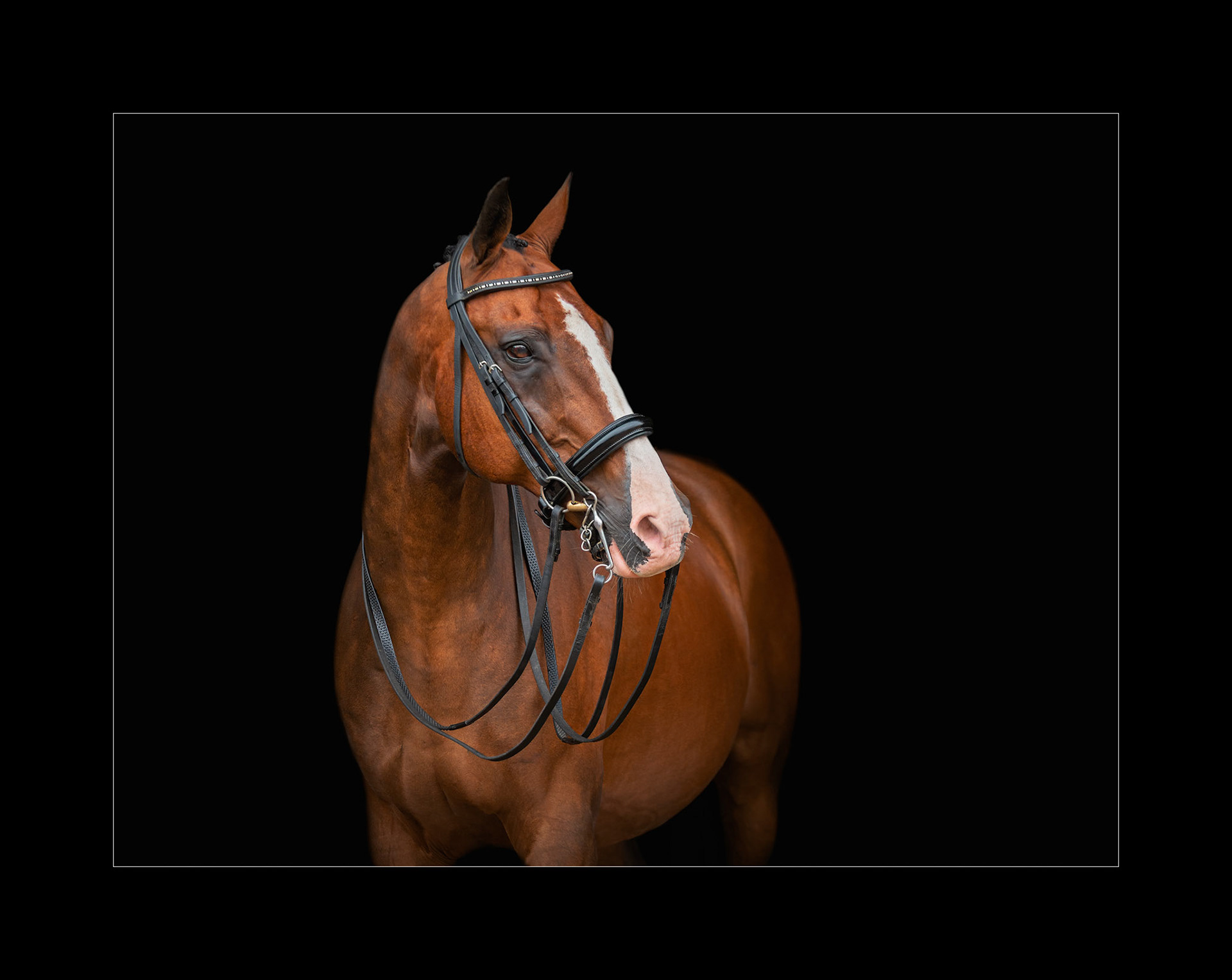 Fine art black background photographic portrait of a bright bay wearing a double bridle