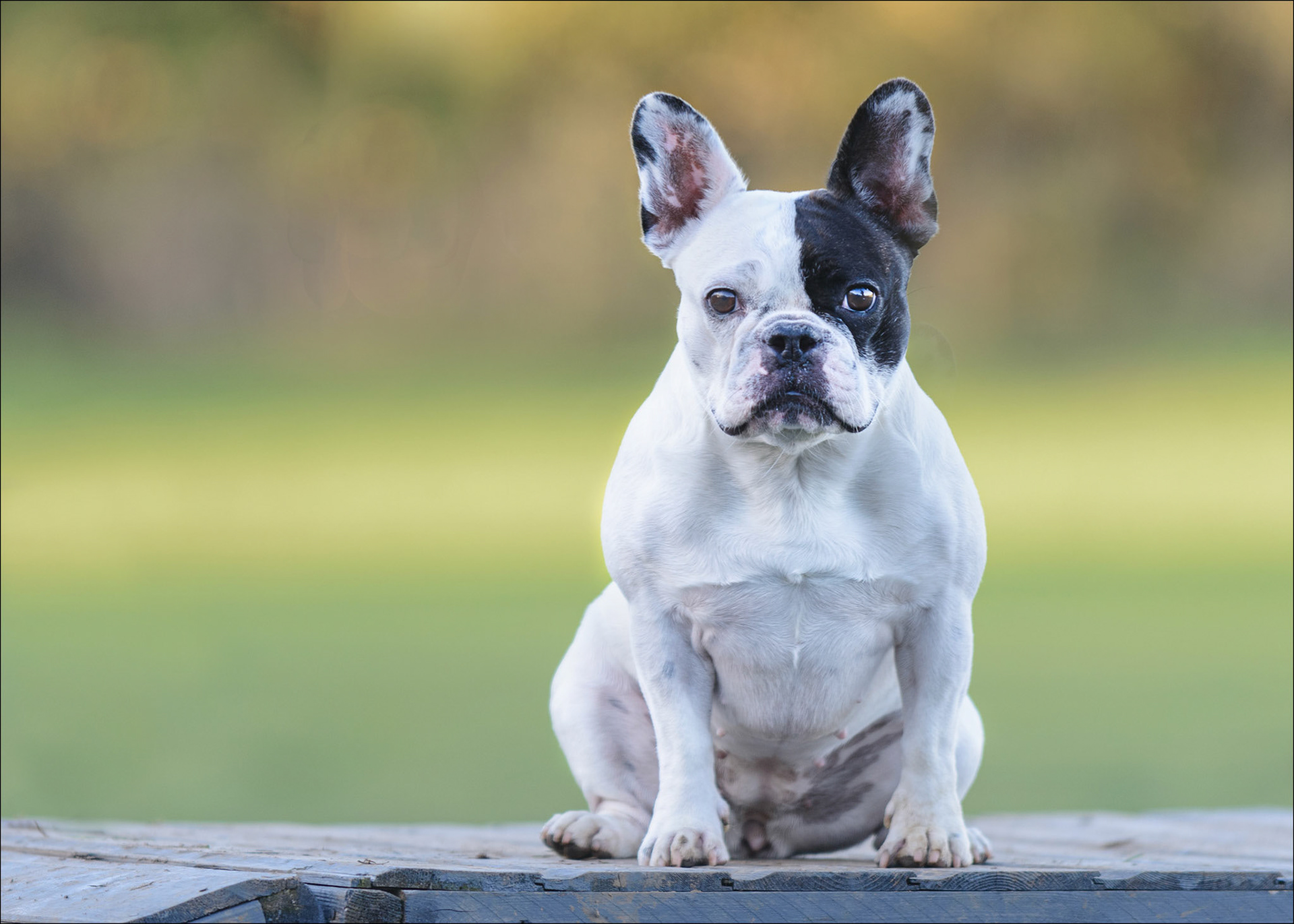 Let go to a dog field