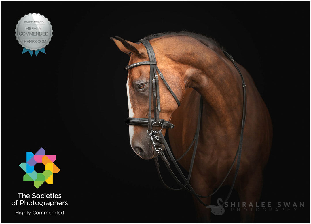 two awards for this black background dressage horse