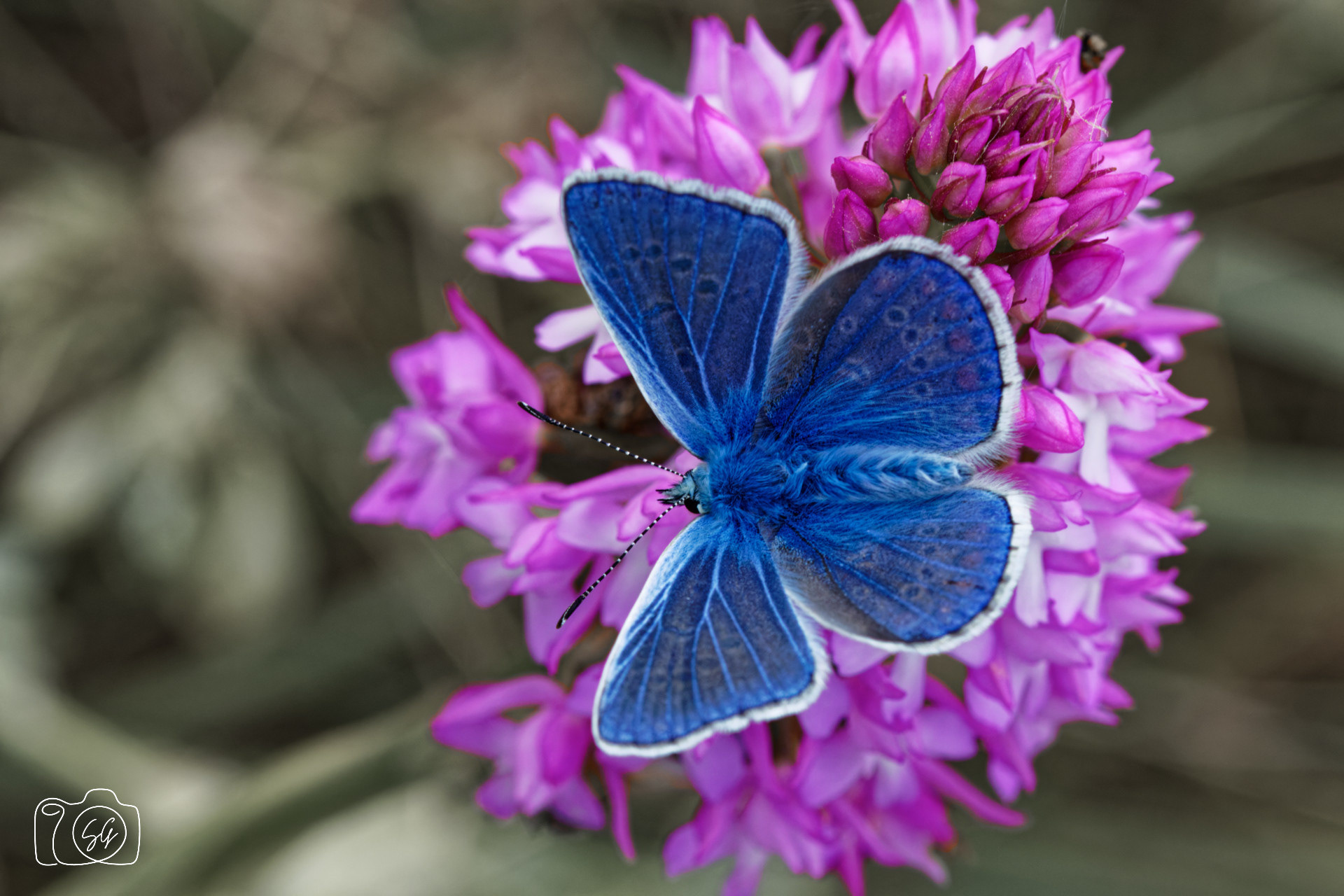 Canon 77D - 105mm - f/10 - 1/320s - ISO 800