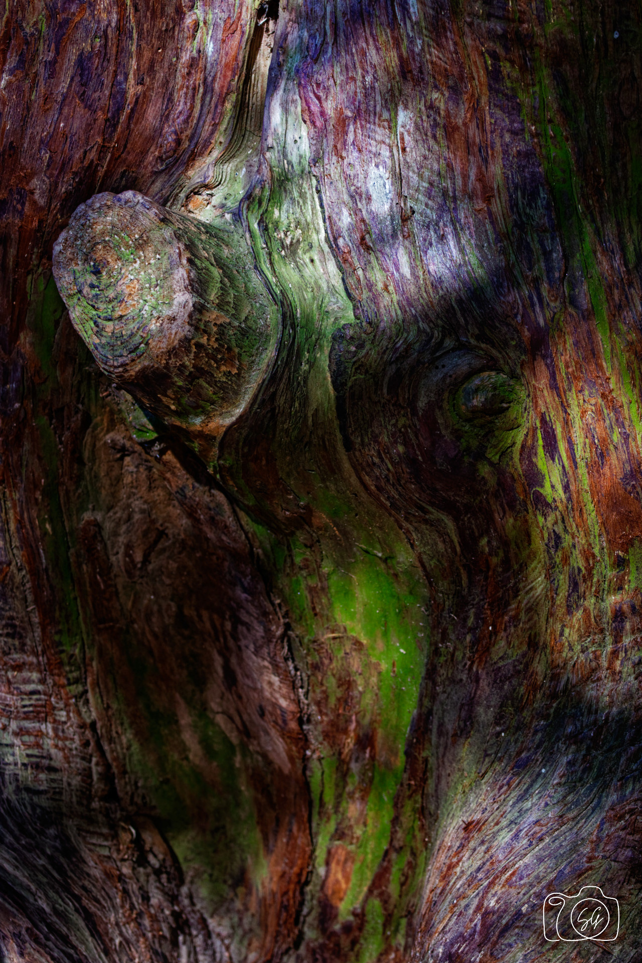 Canon 77D - 105mm - f/7.1 - 1/80s - ISO 100