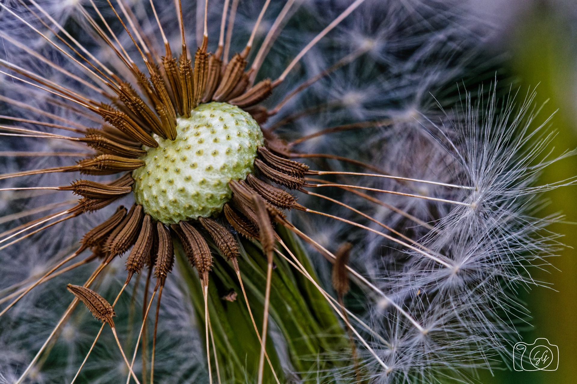 Canon 77D - 105mm - f/9 - 1/200s - ISO 1600