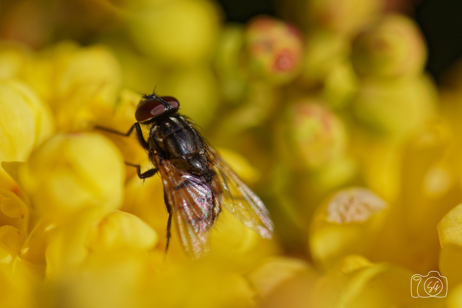 Canon 77D - 105mm - f/4 - 1/320s - ISO 100