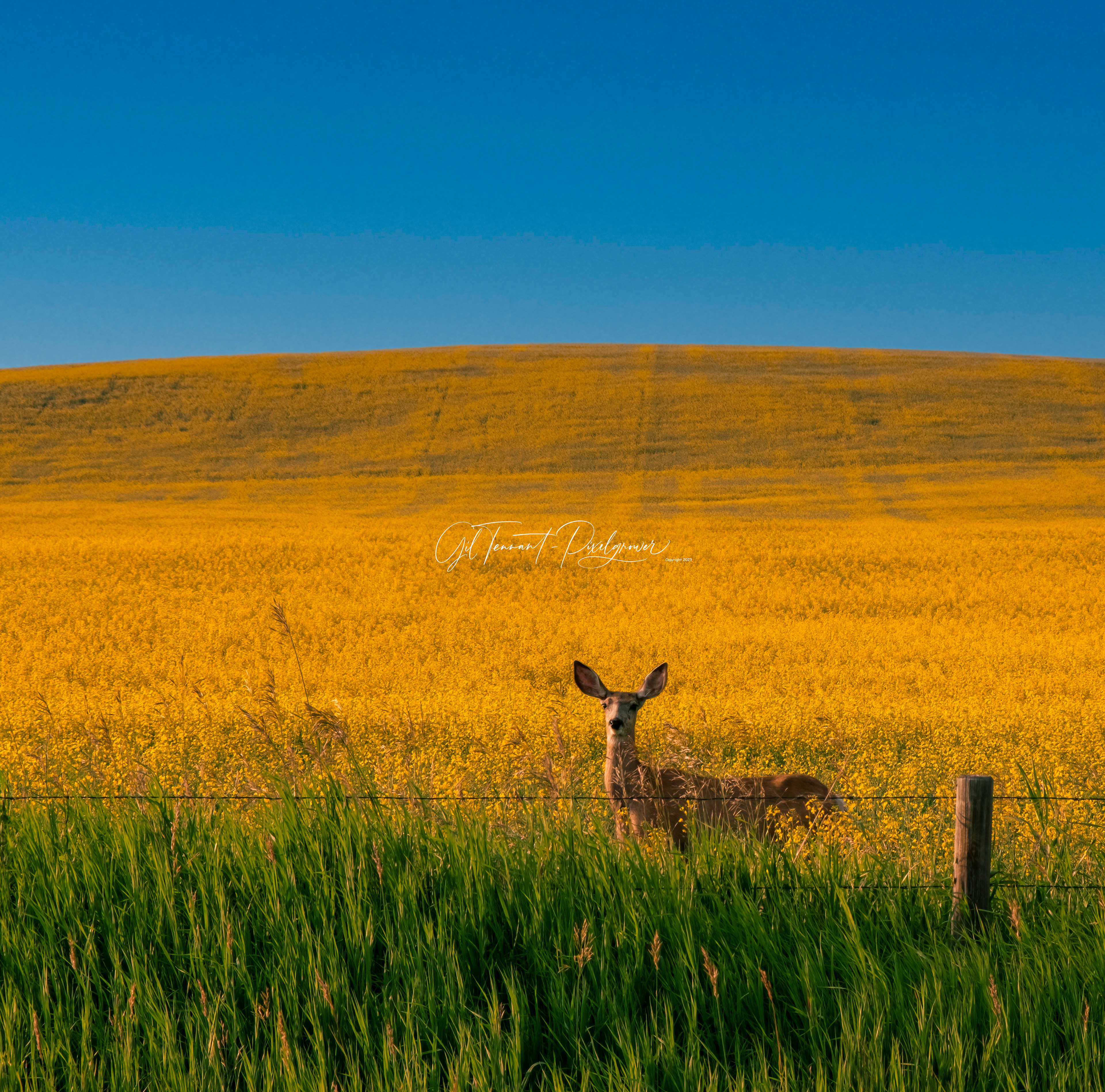 Learn how to SEE Photo opportunities all around you. Also learn about composition.