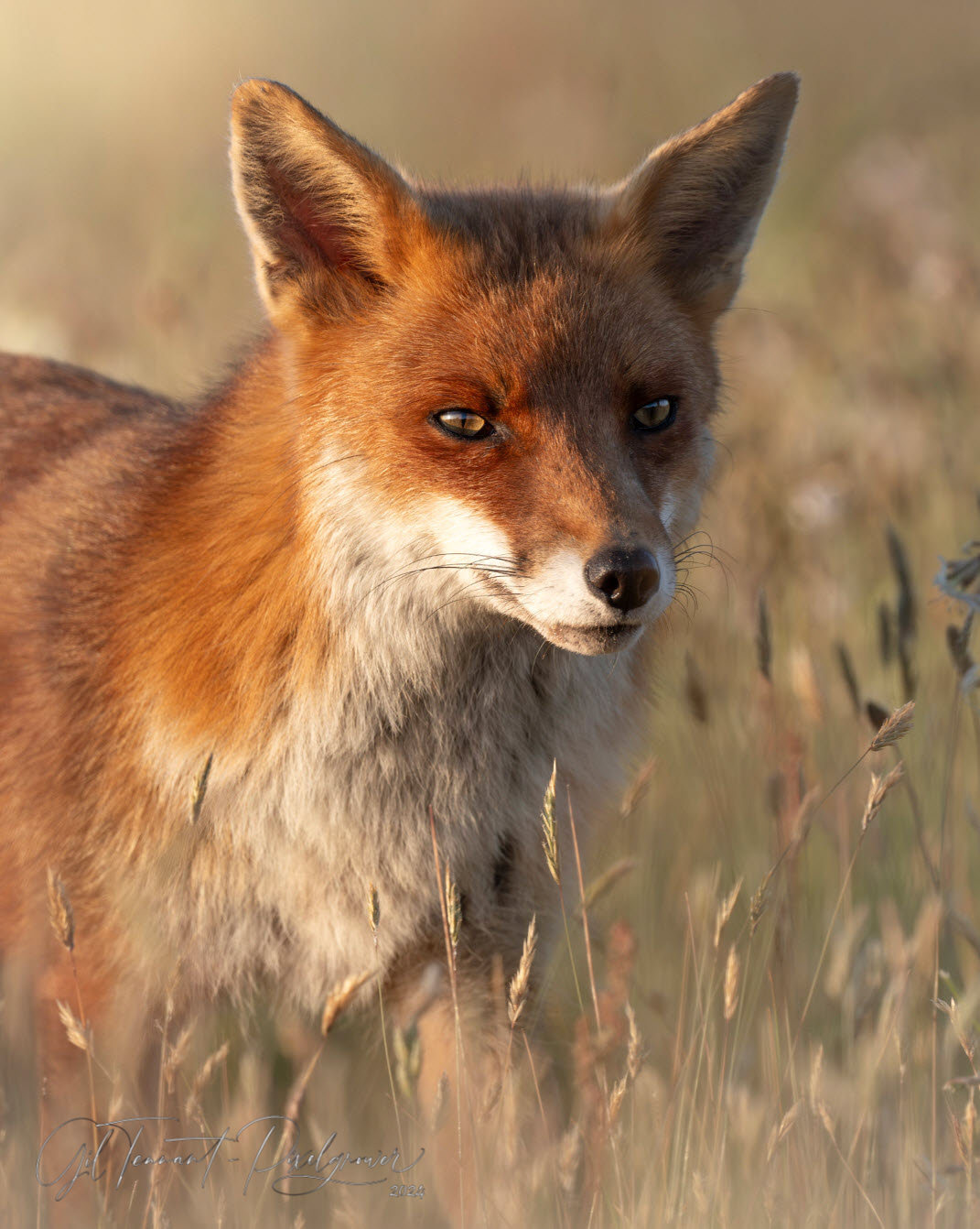 Seek out hard to find animals in places you will not expect them.