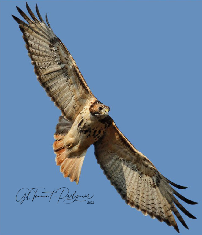 Capturing aerial moving objects like birds, planes, model airplanes takes practice.