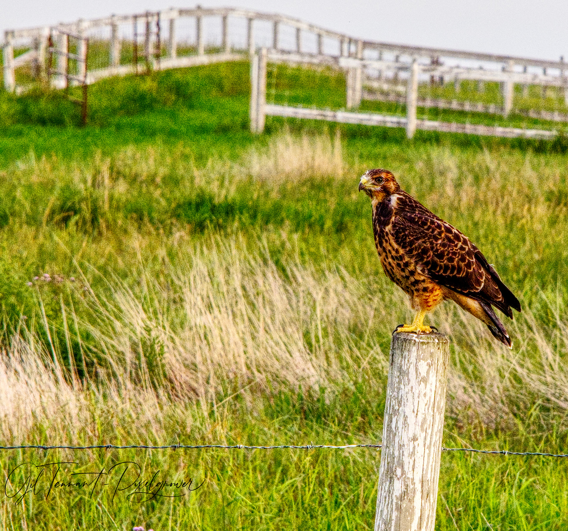 A RedTailed Hawk - What A Beauty - Wildlife Skills With A Touch of Quiet