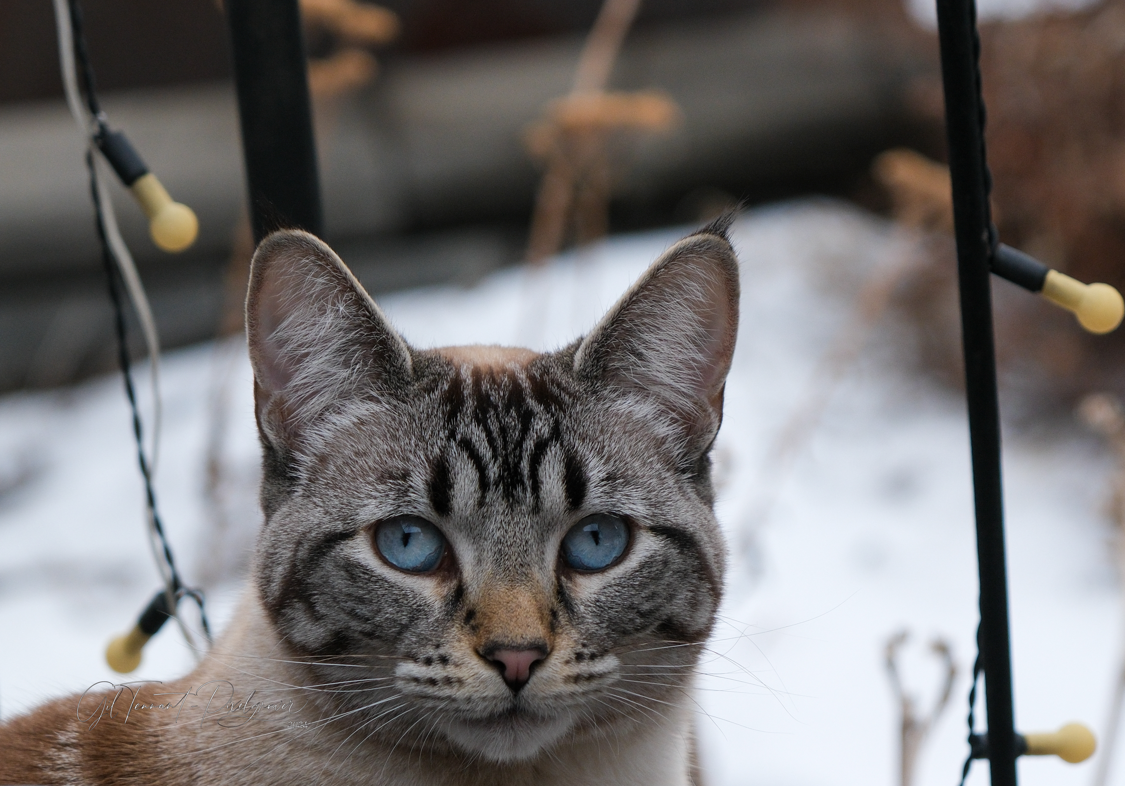 Pet photography can be challenging. Get down to your pet's level and learn a different perspective.