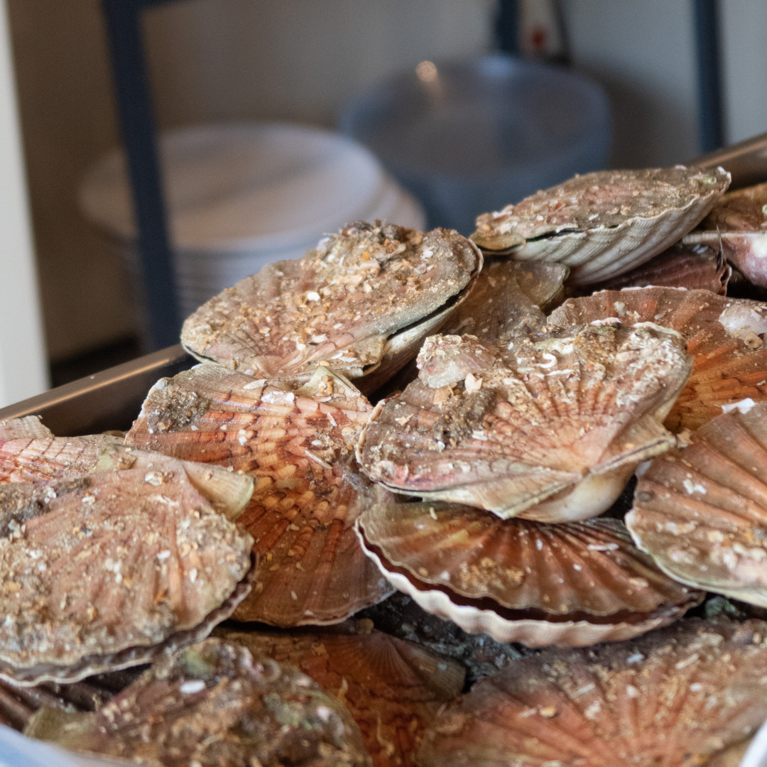 Coquilles Saint-Jacque