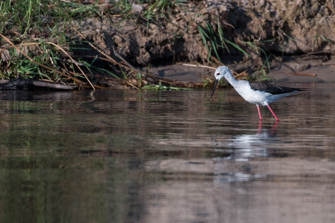 The depth of the water doesn't do the lengths of this birds legs any justice.
