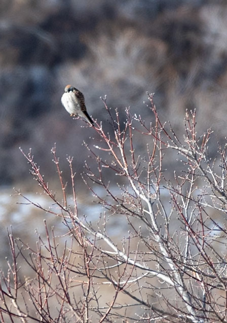 American Kestrel (Falco sparverius)