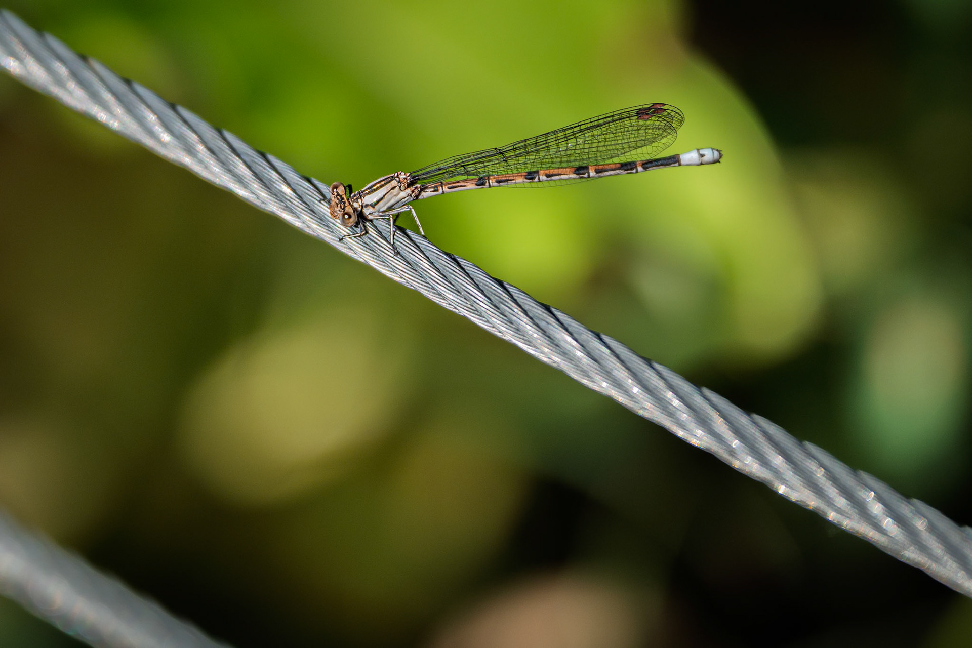 Wire Fly Dragon Fly