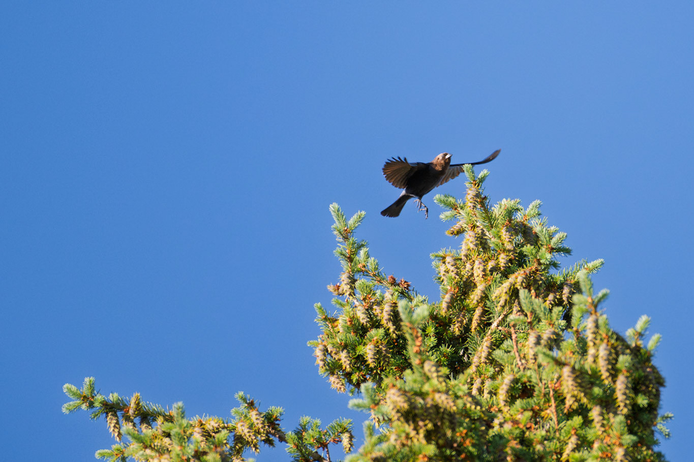 Brown-headed cowbird (Molothrus ater)