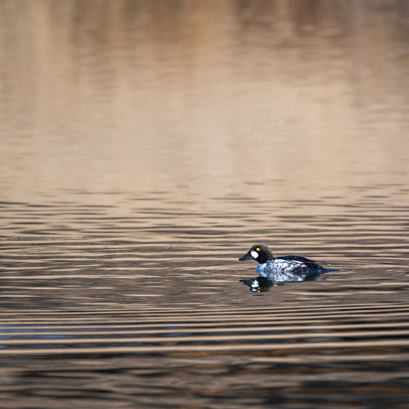 Common Goldeneye - Immature Male - Diving sequence
