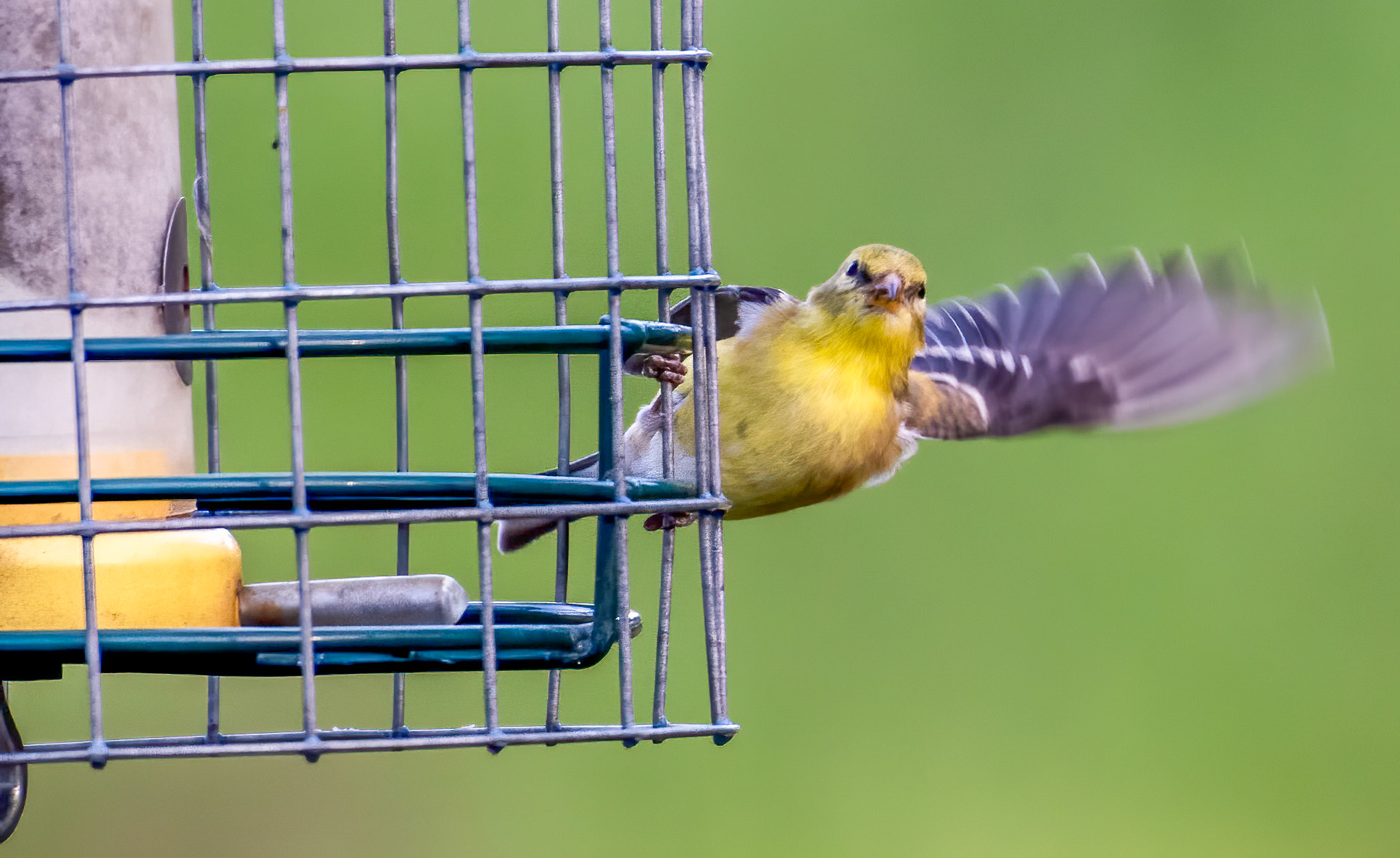 American Goldfinch (Spinus tristis)"El Matador" strikes a pose