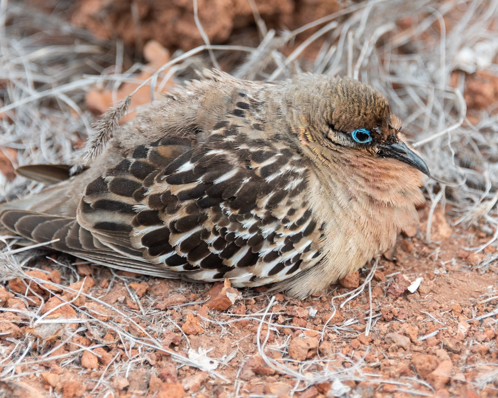 Galapagos Dove (Zenaida galapagoensis). Endemic species to the Galápagos Islands