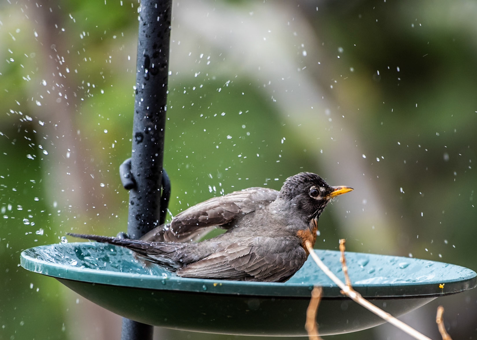American Robin (Turdus migratirius)
