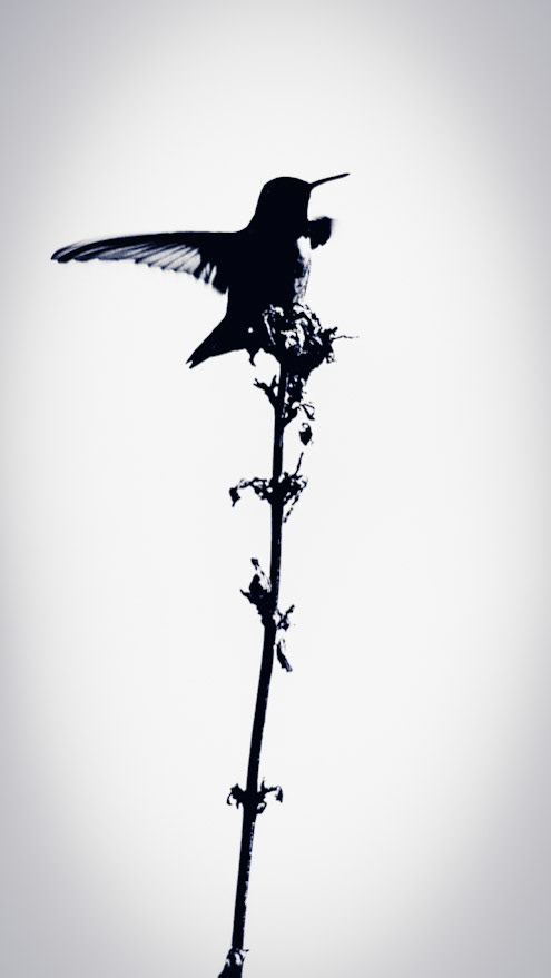 HummingBird Landing Silhouette. Great form coming in for a landing on the tree top