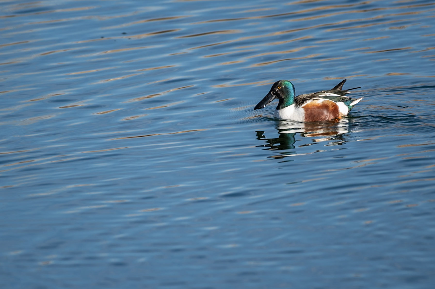 Northern Shoveler (Spatula clypeata) - Male