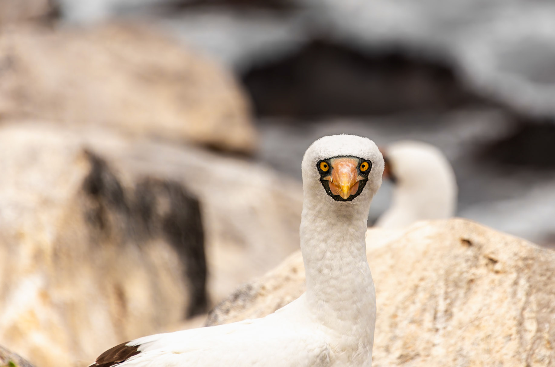 While abundant, the Nazca Booby are not endemic to the Galápagos and are prolific on the western cliffs of Española Isle. Very interesting behaviors despite their feet not being as colorful as the Blue-Footed Booby.