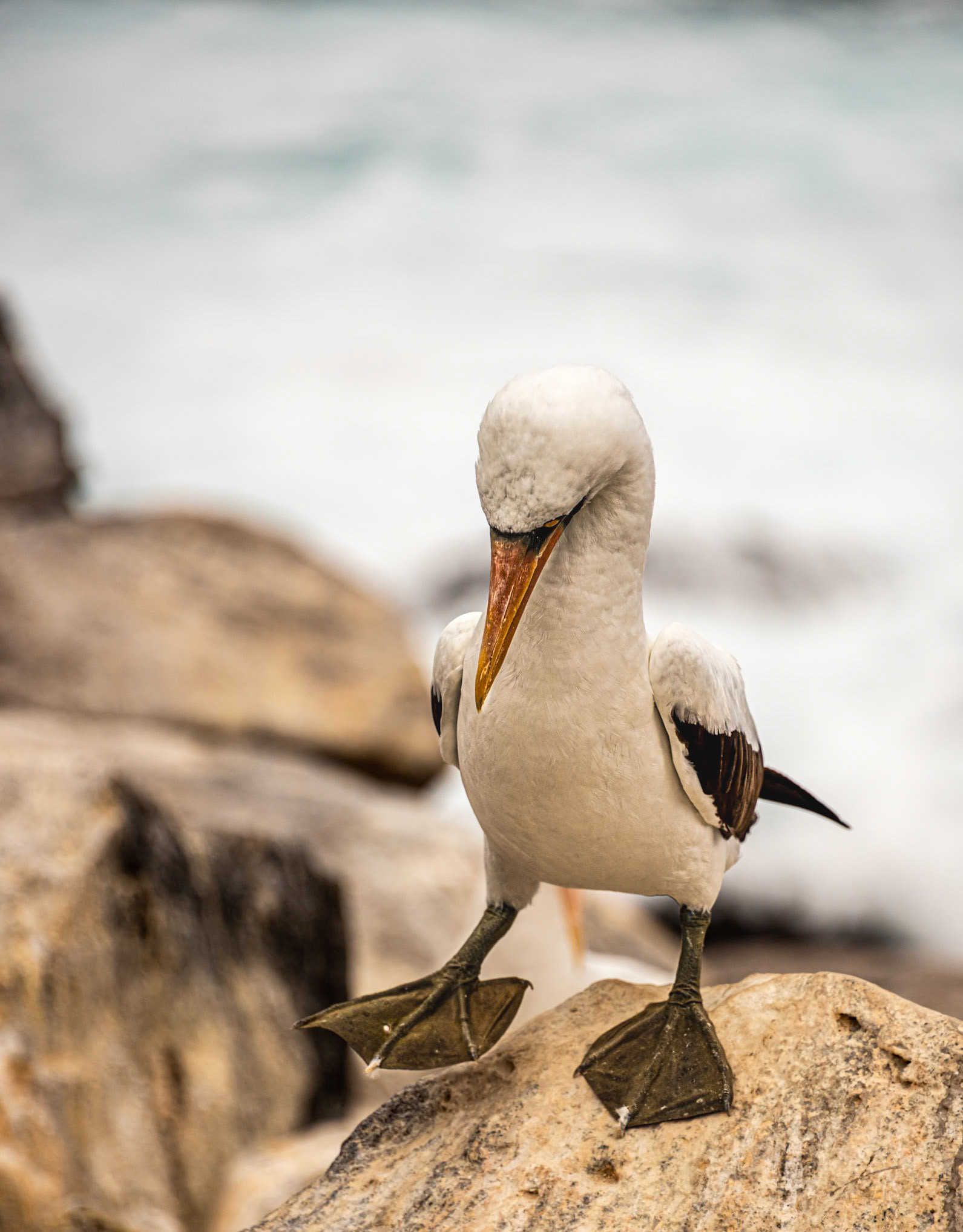 Nazca Booby (Sula granti)