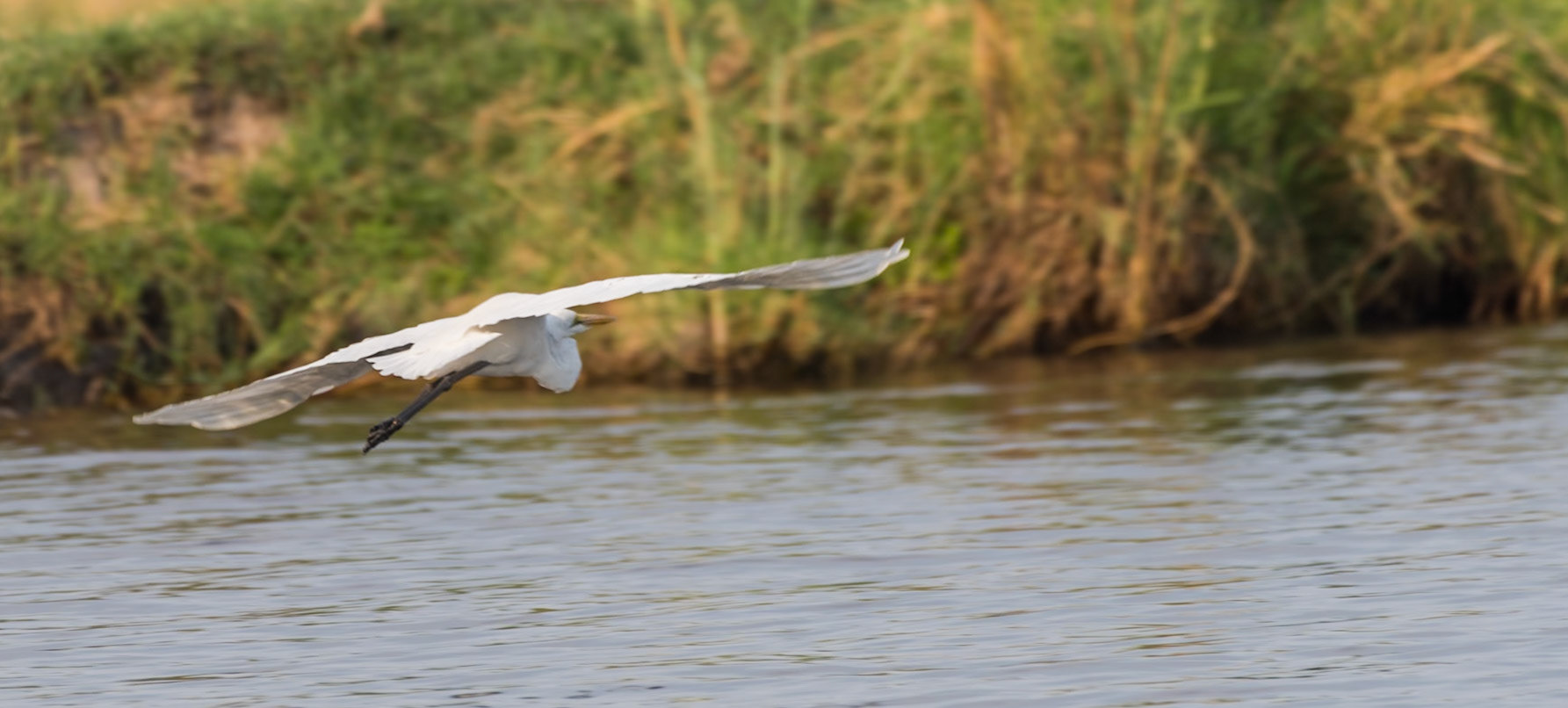 Great Egret (Ardea alba)