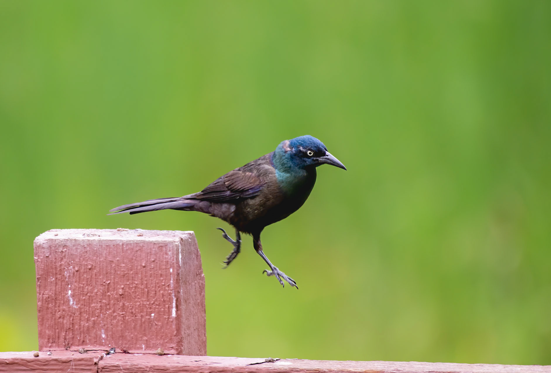 Common Grackle (Quiscalus quiscula) I just had to laugh in post production as I managed to capture what I can only describe as a "self indulgent strut or hop" across our fence :D LOL