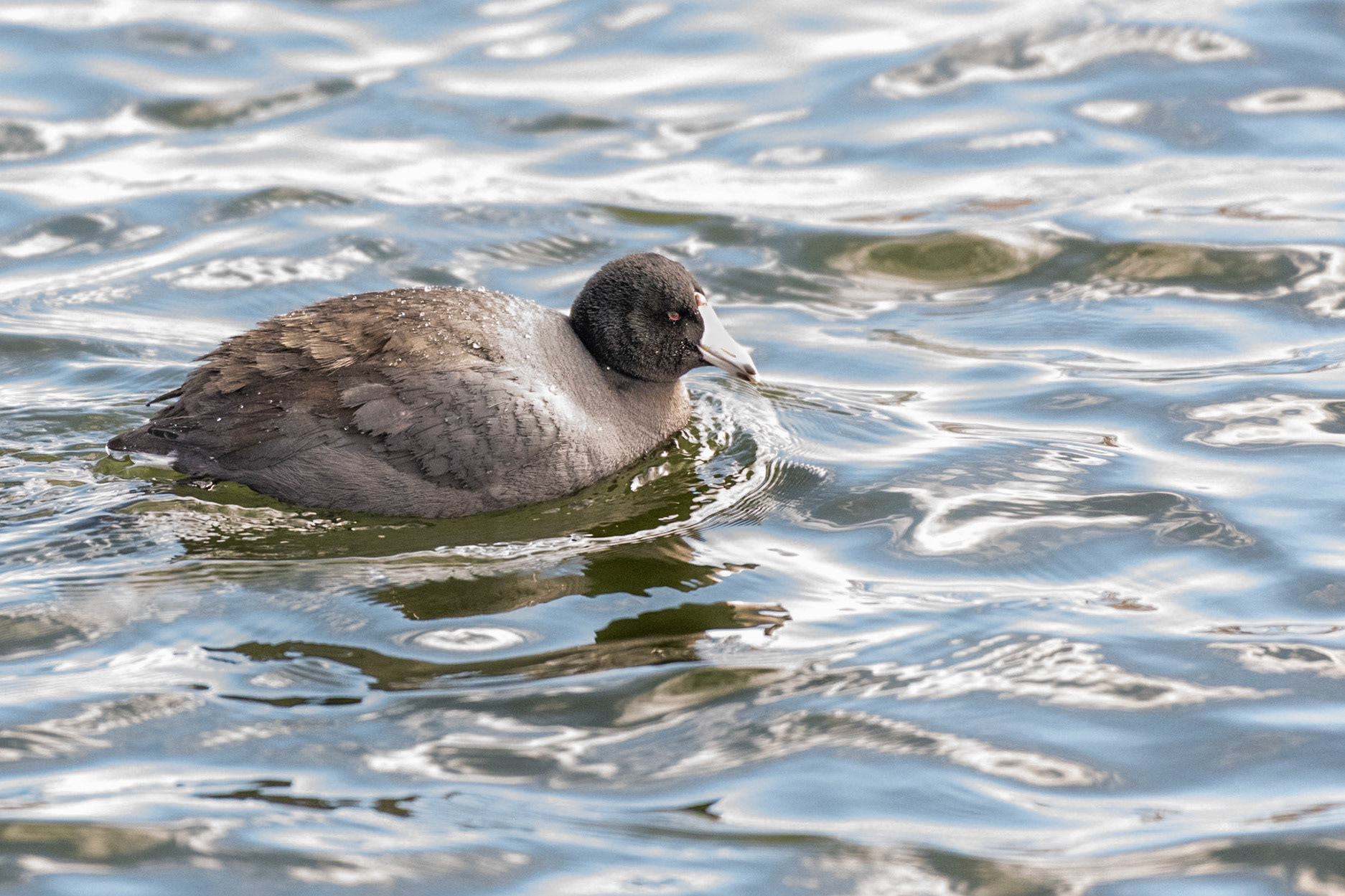 American Coot (Fulica americana)