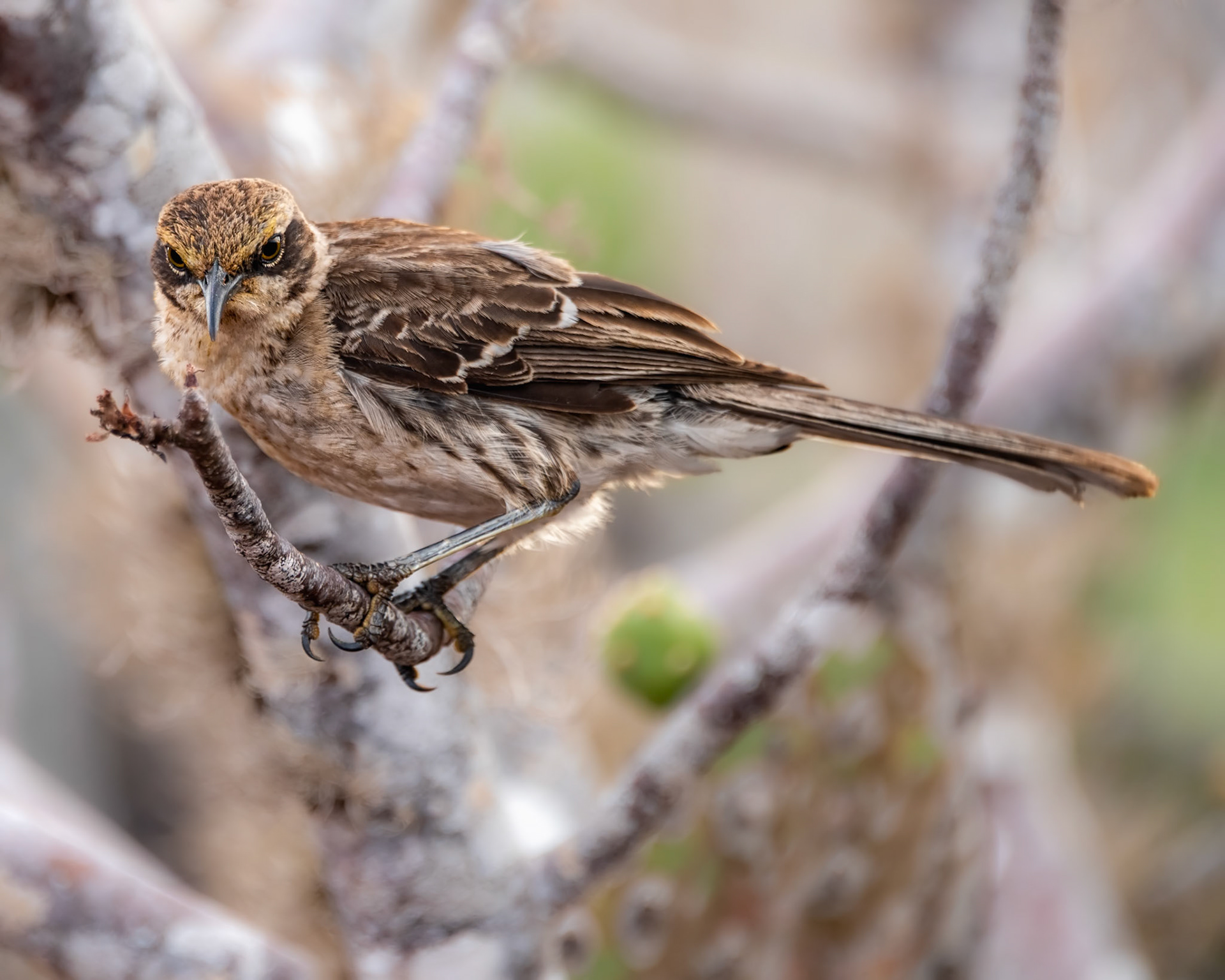Galapagos Mockingbird (Mimus parvulus). Endemic species to the Galápagos Islands