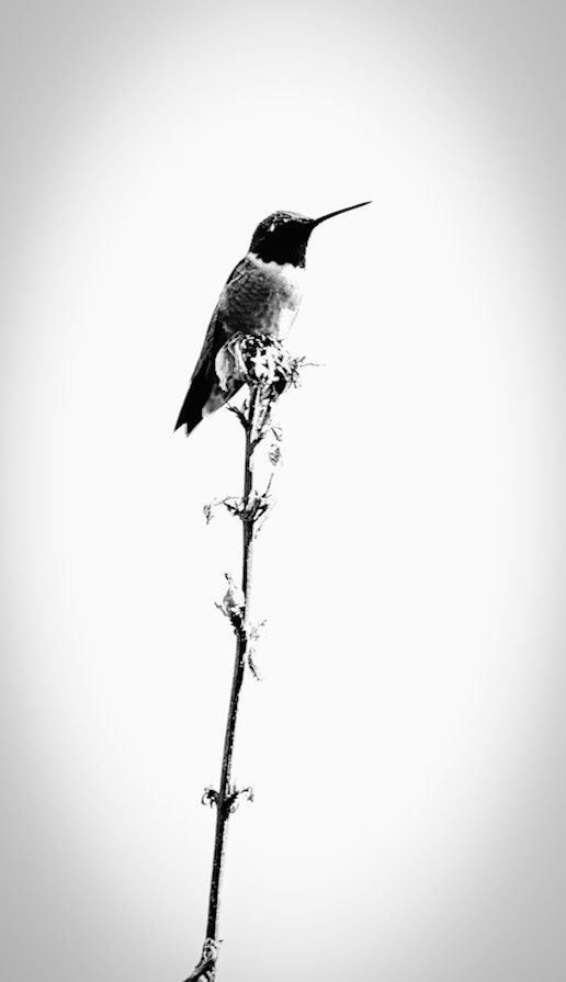 Hummingbird Perched Silhouette. After the landing, this humming bird strikes a majestic pose