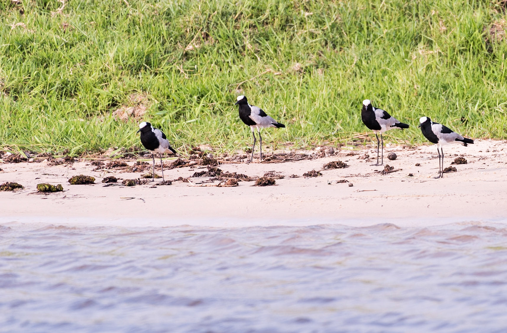 Botswana: Blacksmith Lapwing (Vanellus armatus). Also called blacksmith plover. Its call is a loud ringing “tink-tink-tink” call is uttered in series, like a blacksmith hammering on an anvil.