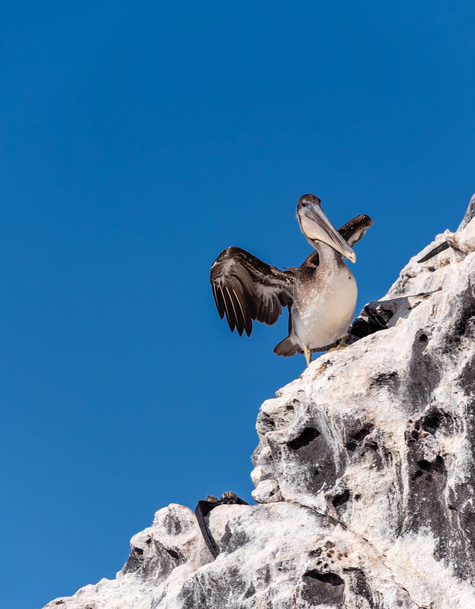 The Brown Pelican (Pelecanus occidentalis) is a common resident of Galapagos. While ungainly on land (as pictured here), these large, heavy water birds are accomplished gliders.