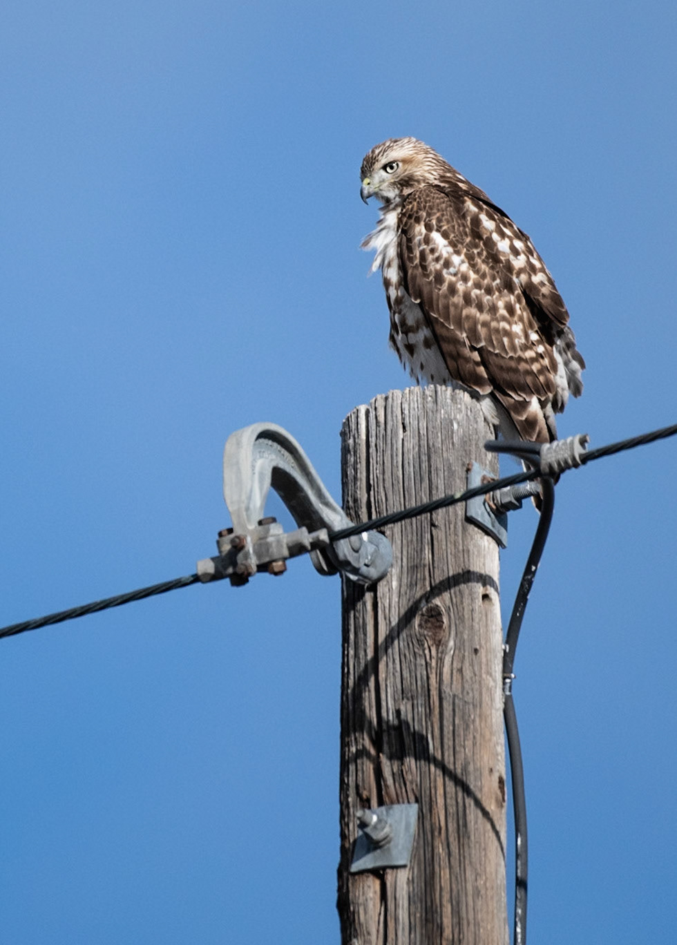 Red-tailed Hawk - (Buteo jamaicensis harlani)