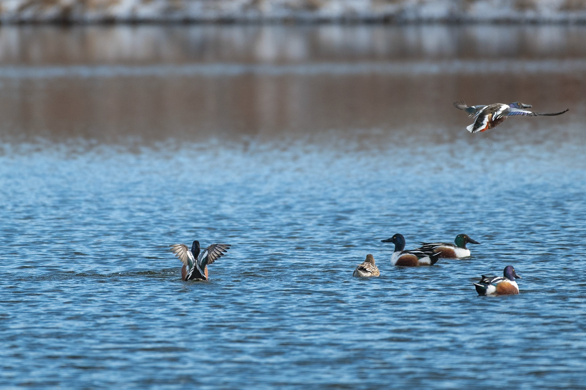 Northern Shoveler Flight Pattern-8/9