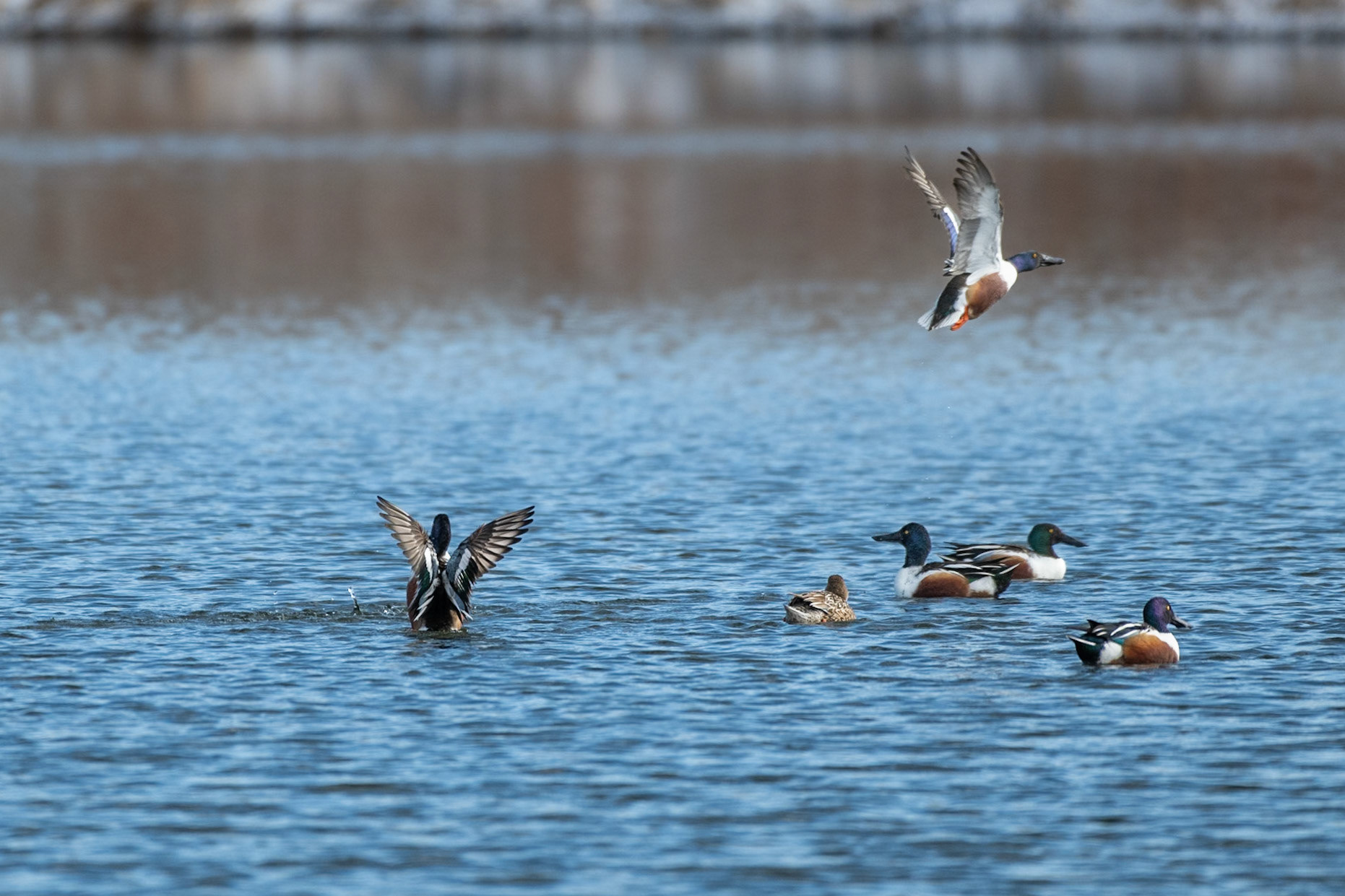 Northern Shoveler Flight Pattern-6/9