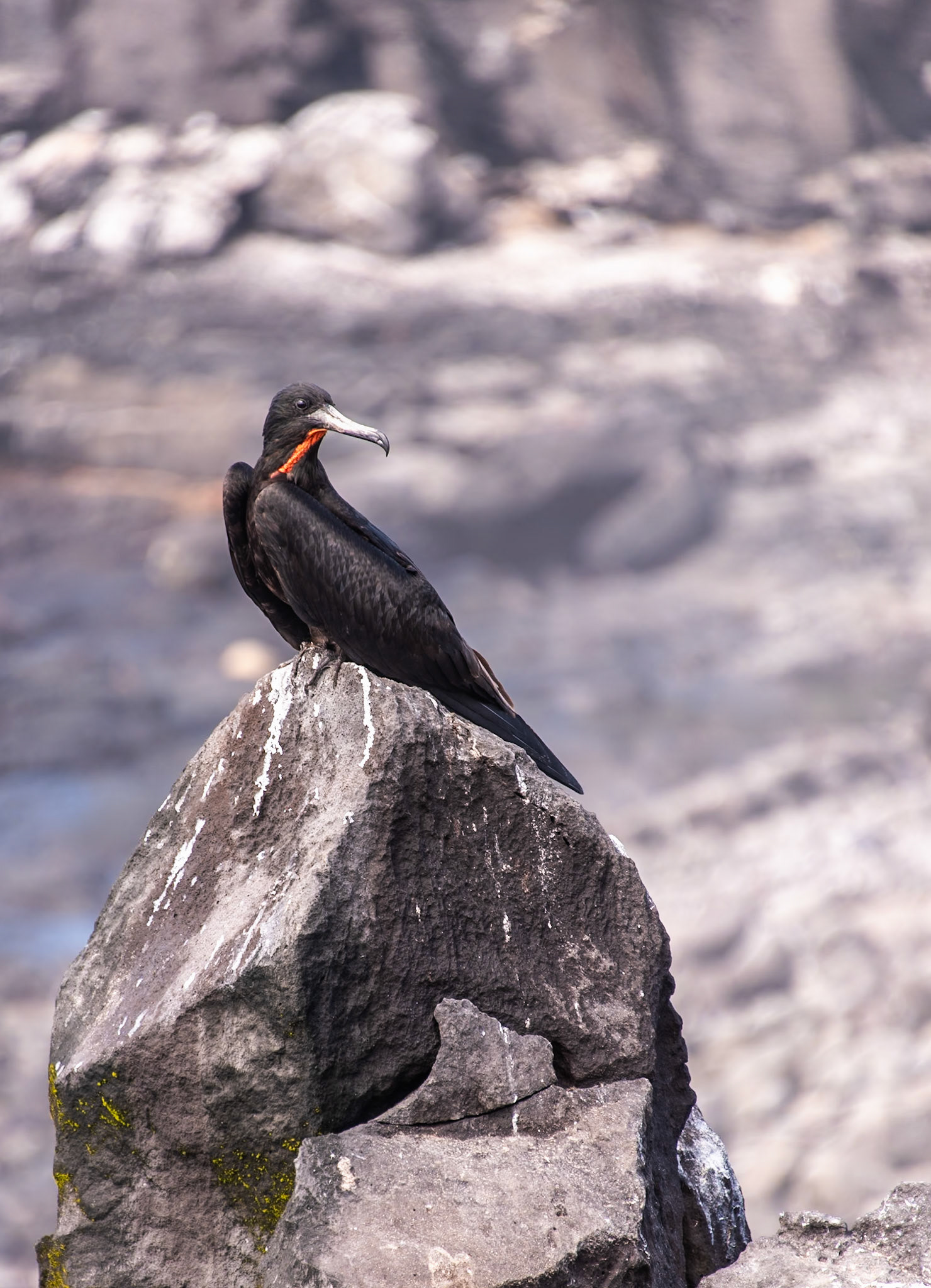 Magnificent Frigatebird (Fregata magnificens) The distinctive red throat band is actually a gular sac  or pouch that is inflated during mating season and is distinctive to males,
