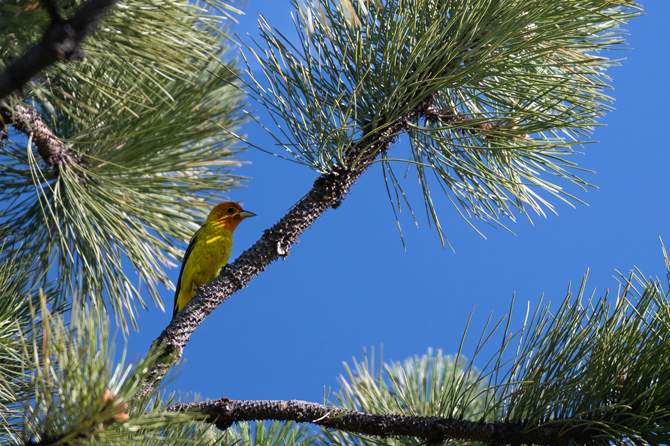 Western Tanager (Piranga ludoviciana)