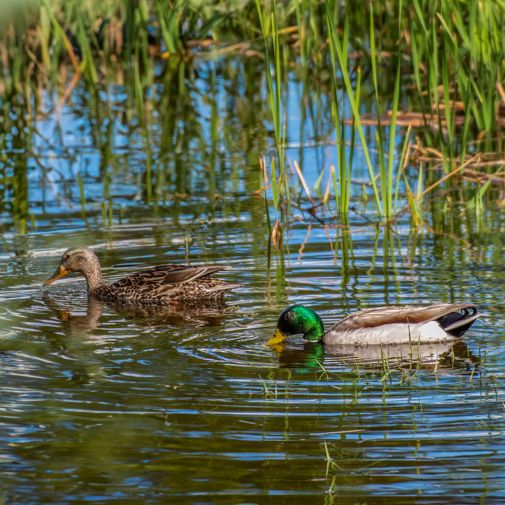Mallard [Anas platyrhynchos] Male right female left