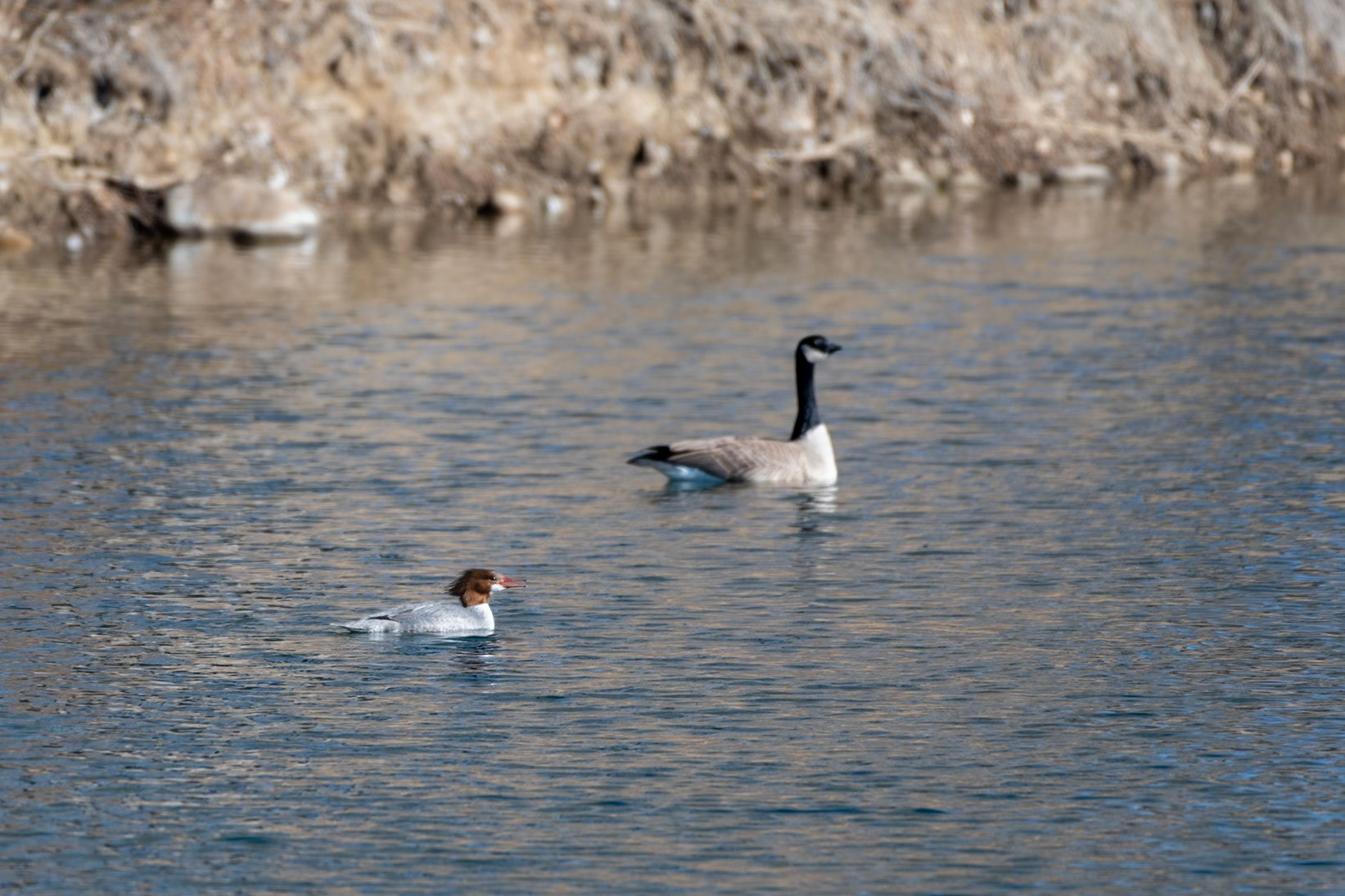 Common Merganser - Female and Canada Goose