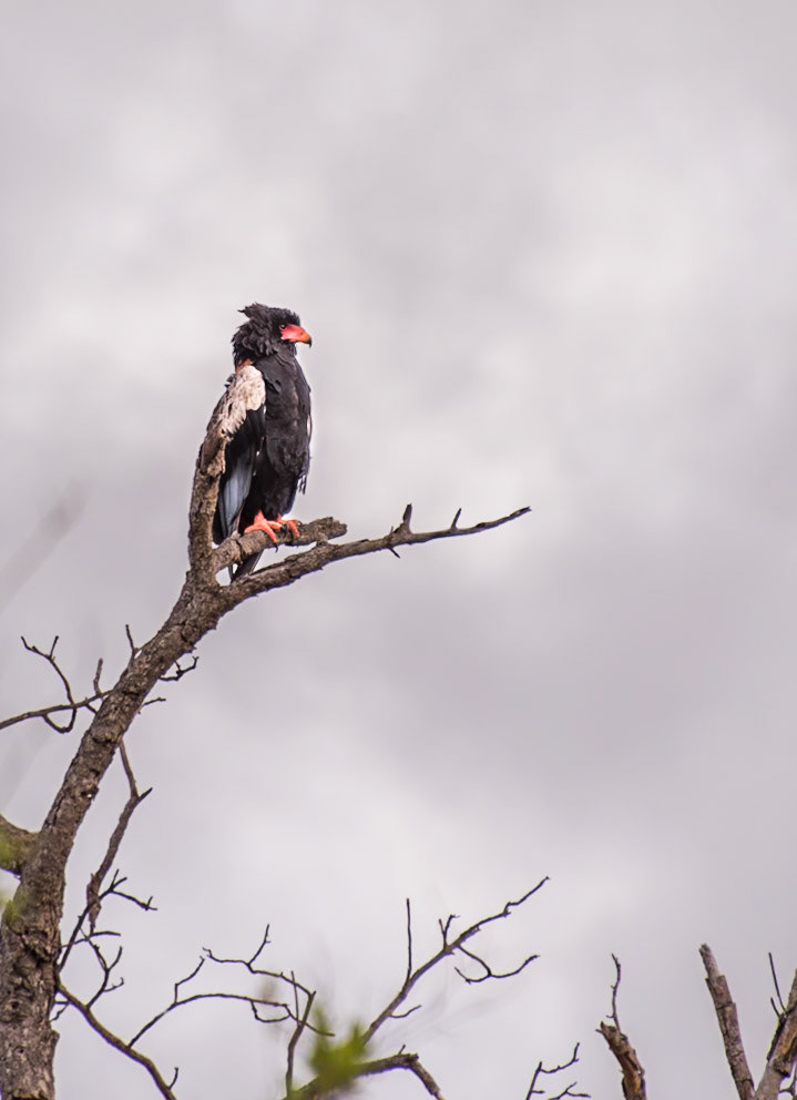 Bateleur (Terathopius ecaudatus) The only member of the genus 'Terathopius' and may be the origin of the "Zimbabwe Bird", the national emblem of Zimbabwe.