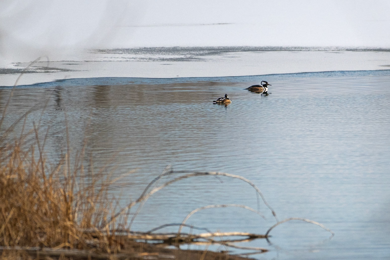 2 male Hooded Merganser (Lophodytes cucullatus)