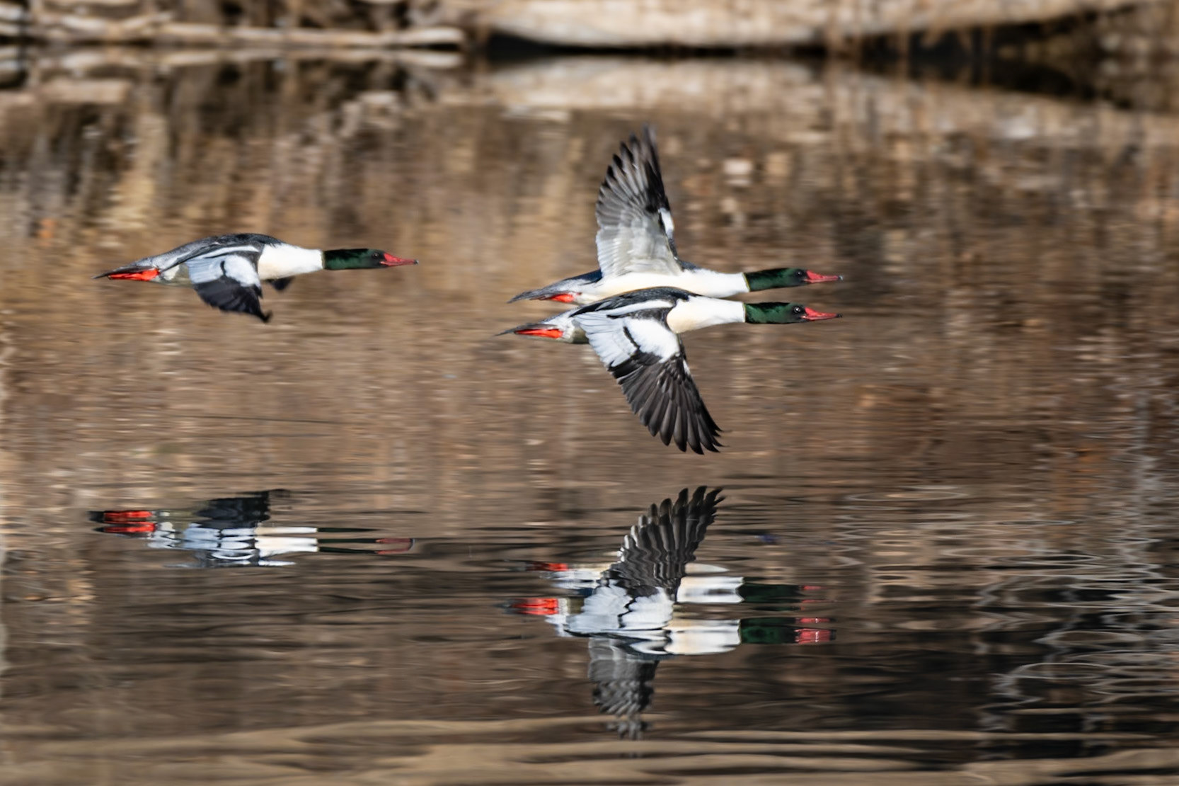 Common Merganser - Males